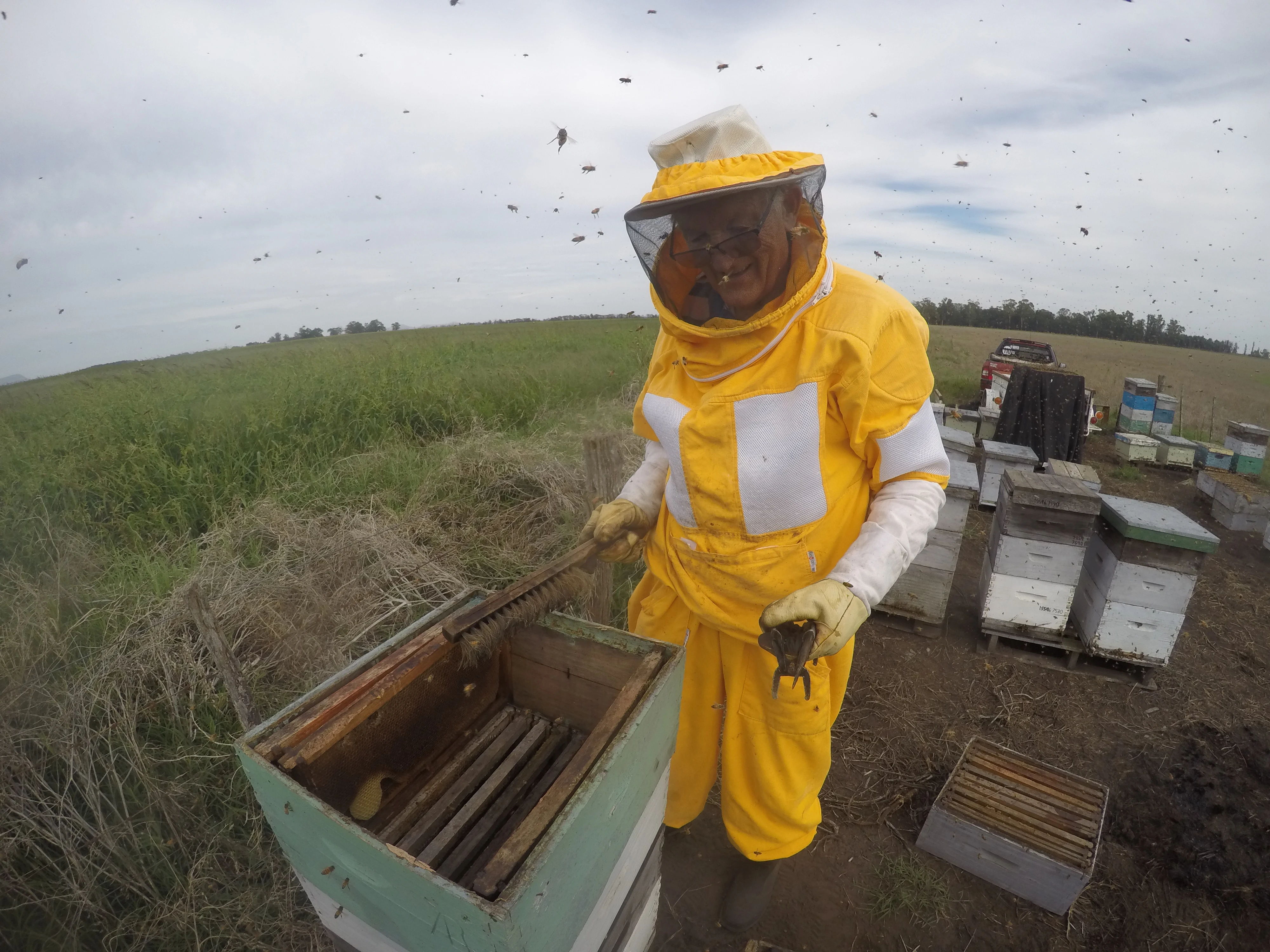 Ancho en el campo con las colmenas
