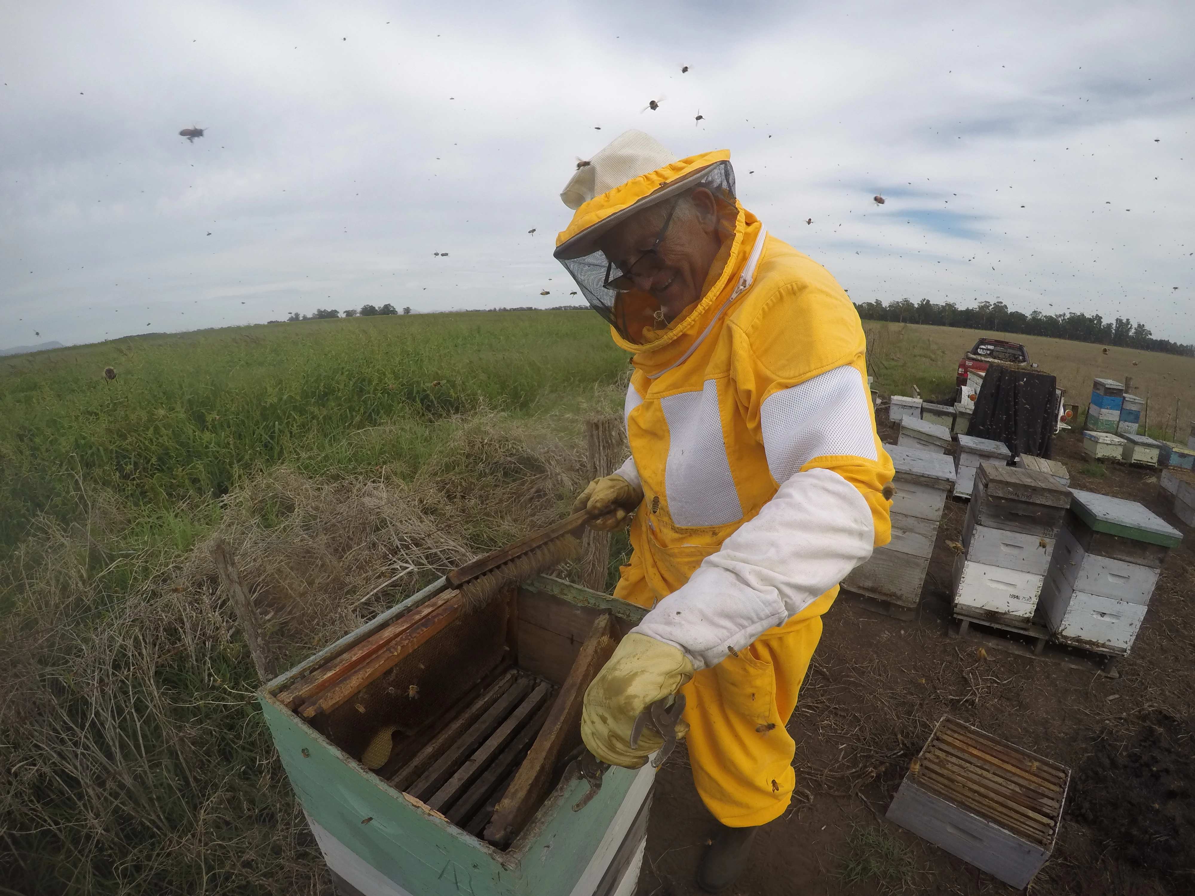 Ancho inspeccionando una colmena